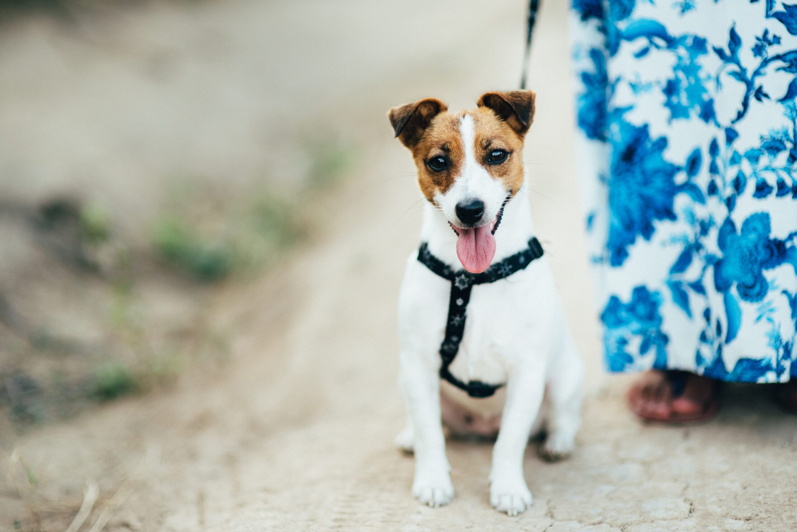Jack Russell Terrier On A Walk In The Heights Jack Russell Terrier On A Walk In The Heights