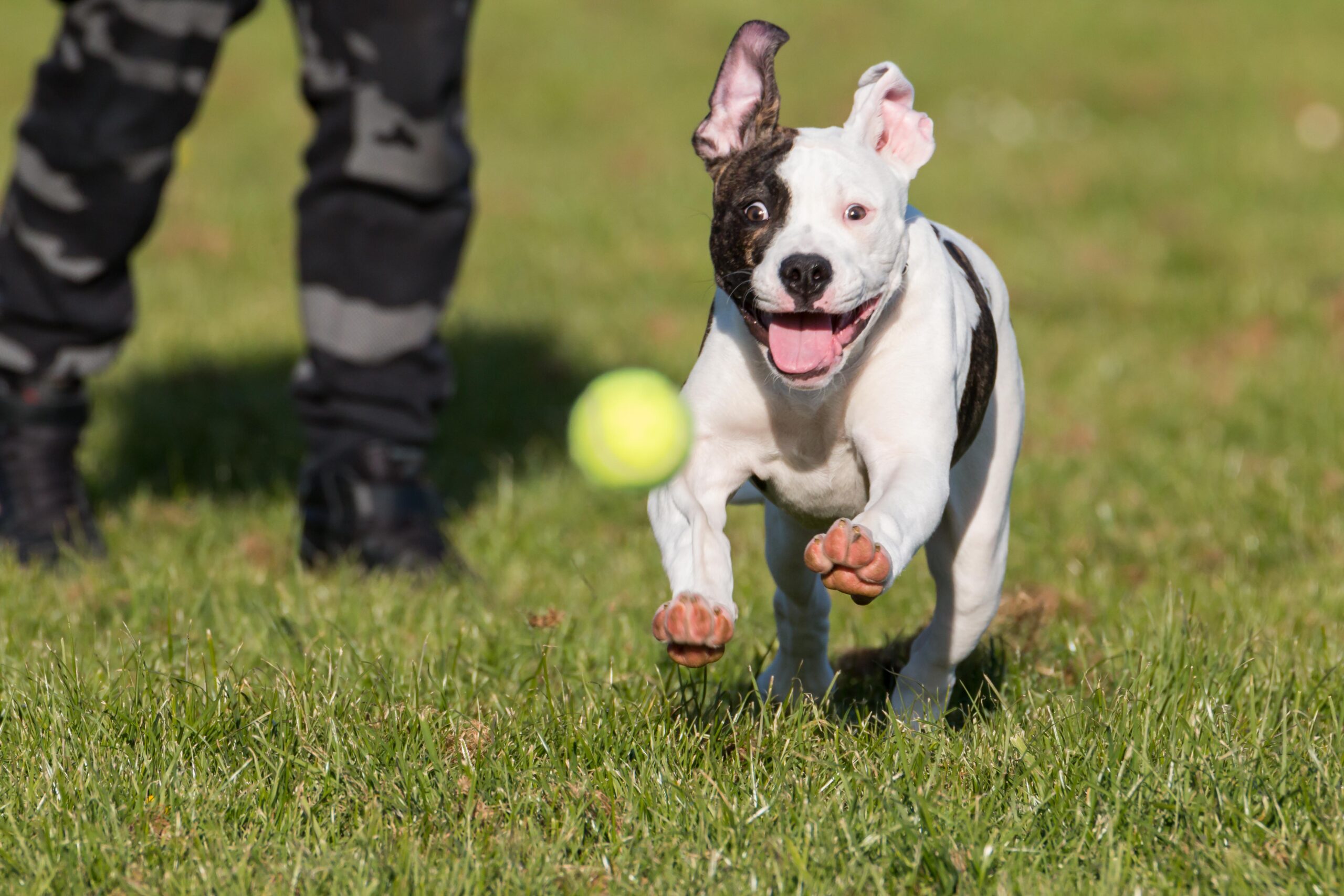 vecteezy_american-bulldog-running-in-park-chasing-a-tennis-ball_1425158 Historic Houston Heights Home