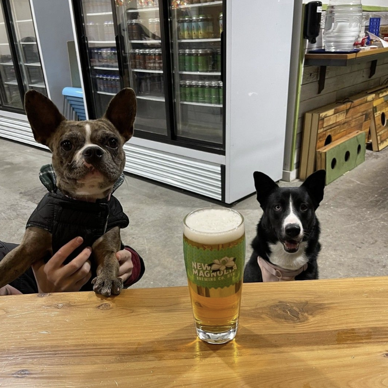 Two dogs and a beer sitting in a glass on a counter