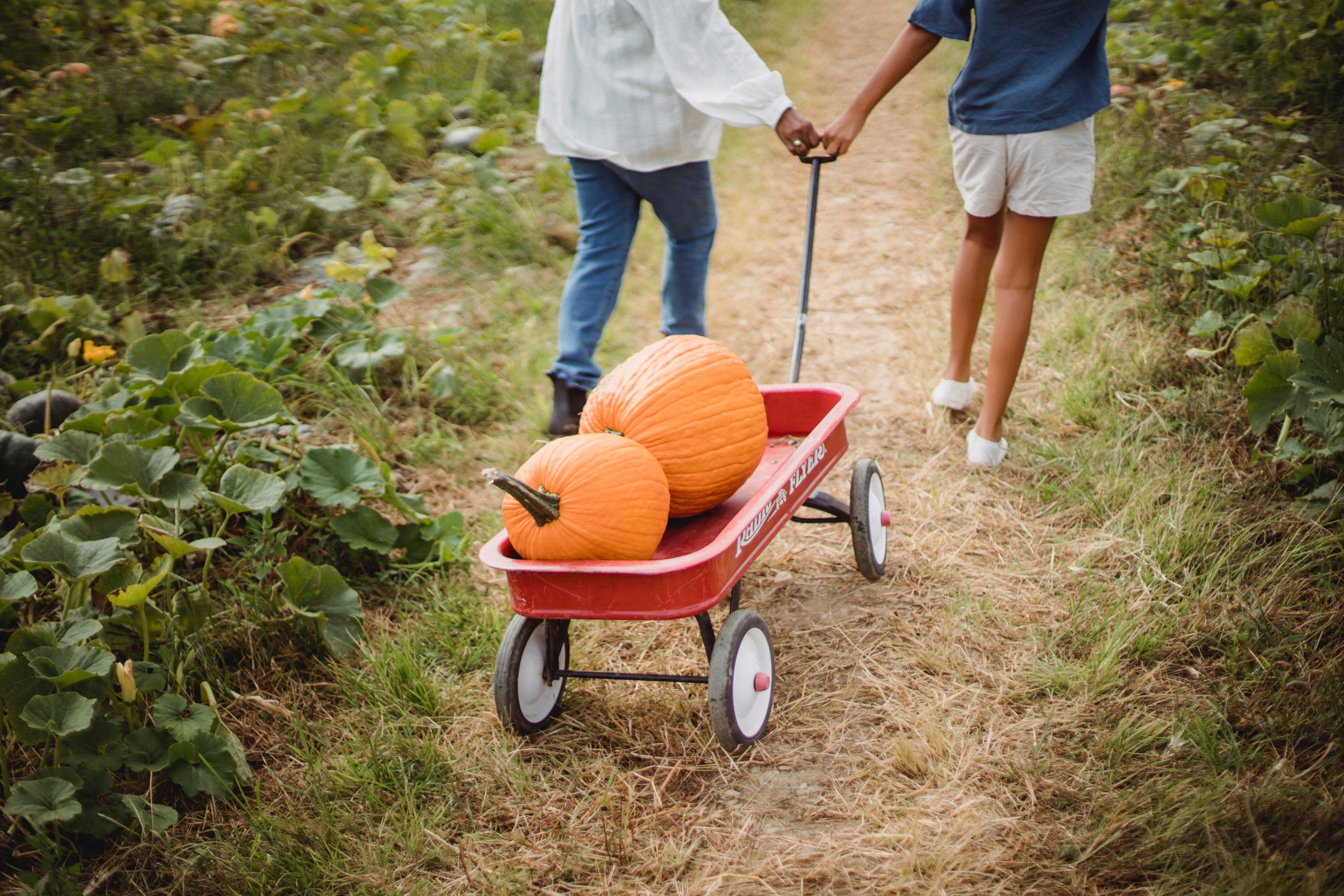 two people carry two orange pumpkins on a kid's wagon